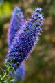 393_Madera_Echium candicans czyli Duma Madery